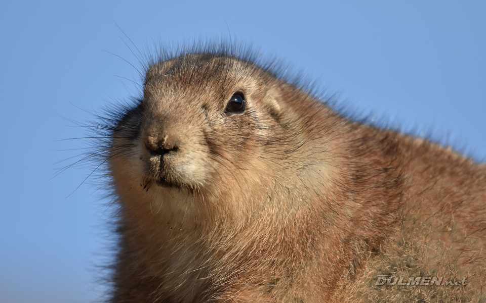 Black-tailed prairie dog (Cynomys ludovicianus)